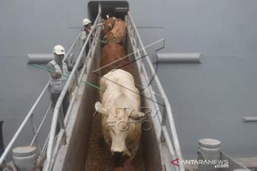 Sapi Impor Australia