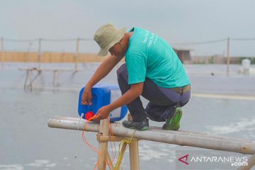 DPS eFishery solusi cegah penyakit pada tambak udang