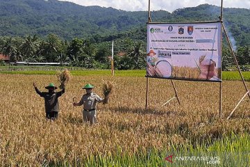 Gubernur Anies Baswedan panen padi di Cilacap