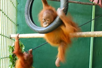 BBKSDA Sumut terima  dua orangutan sumatera dari Jawa Tengah