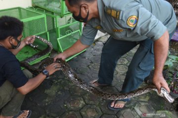 BKSDA Banten amankan hewan dari warga