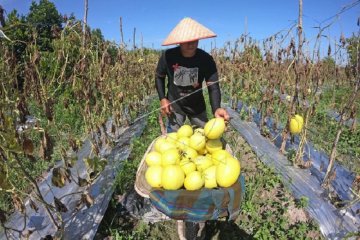 Penjualan melon golden di bulan Ramadhan
