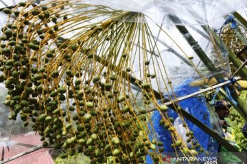 Budi Daya Kurma Barhee