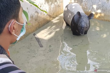 Seekor tapir liar nyasar ke kolam ikan warga di Pekanbaru