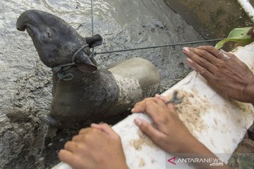 Tapir stres dan terluka setelah dievakuasi dari kolam