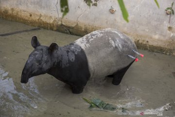 Seekor tapir tercebur ke kolam ikan milik warga