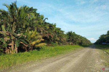 Pemkab Sorong mencabut izin empat perusahaan kelapa sawit