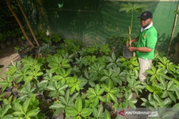 Petani di Padang mulai budidayakan tanaman porang