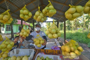 Panen Lemon Organik