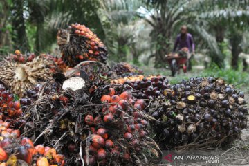 Airlangga : kelapa sawit berperan strategis dalam pembangunan ekonomi
