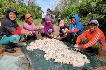 Mondelez dan OFI bangun pertanian kakao paling berkelanjutan di Maluku