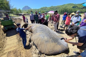 Ikan hiu paus terdampar di pantai Tulungagung akhirnya dikubur