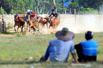 Latihan karapan sapi saat ramadhan