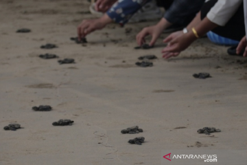 156 tukik jenis lekang dilepas di pantai Aceh Besar