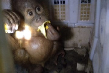 Karantina Pertanian Bandarlampung gagalkan selundupan anak orangutan