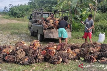 UU Ciptaker beri perlindungan pekerja sektor sawit