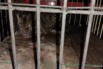 BKSDA Sumbar evakuasi macan dahan dari Kinali Pasaman Barat