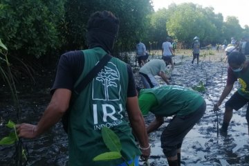 Membangun kembali eco-wisata mangrove di Bali