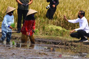 Presiden Jokowi panen raya padi dan beri bantuan pada korban gempa Malang