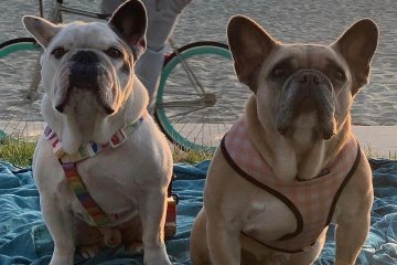 Kelompok penculik anjing kesayangan Lady Gaga ditangkap