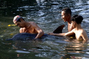 Seekor lumba-lumba terdampar di tambak ikan