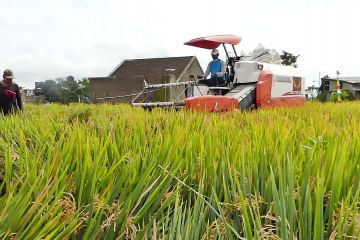 300 Hektare lahan pertanian di Temanggung diasuransikan