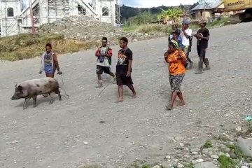 Aktivitas warga Puncak Papua berjalan normal pasca kontak senjata