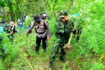 BNN musnahkan 70 ribu batang ganja di Aceh Utara