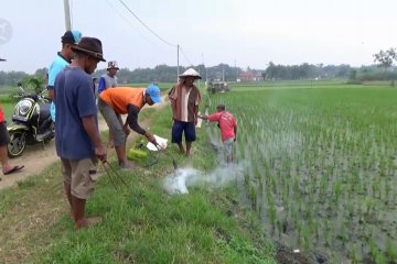 Cegah gagal panen, petani Ngawi adakan "gropyokan" tikus