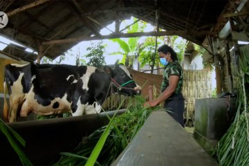 Begini cara peternak sapi manfaatkan kotoran jadi energi alternatif