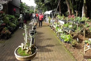 Kampoeng Flora, wisata tanaman hias di Kota Semarang