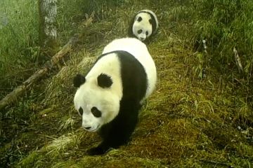 Kamera abadikan panda raksasa liar di Cagar Alam Baishuijiang