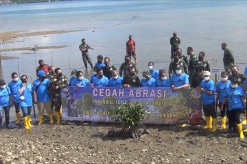 Lantamal IX Ambon tanam puluhan mangrove di Teluk Ambon