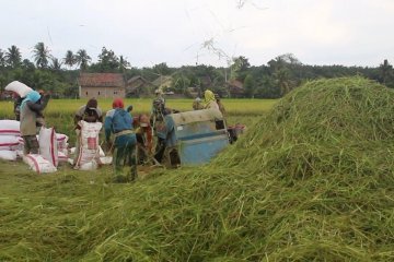 Sumsel targetkan serap hasil panen petani 700 ton per hari