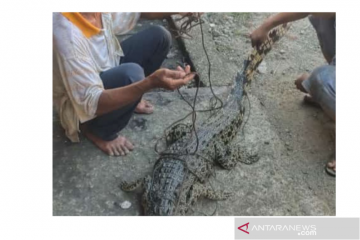 Warga tangkap seekor buaya muara di Pantai Gunungsitoli