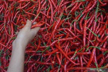 Jelang Idul Fitri, harga cabai di Bengkulu Rp25 ribu/kilogram