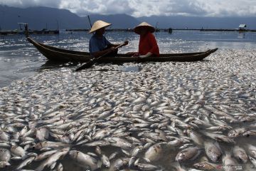 Ratusan ton ikan mati mendadak di Danau Maninjau