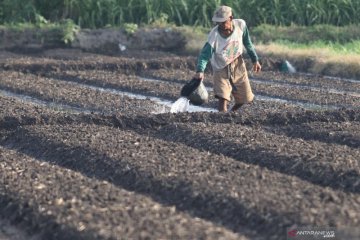 Kementan sebut penurunan NTP April momentum jaga harga tingkat petani