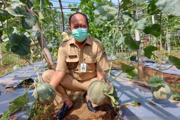 BPP Sukapura panen 200 buah melon seberat 400 kilogram