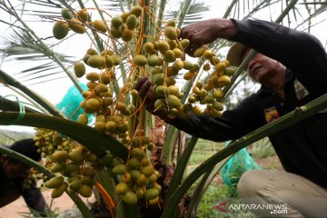 Panen buah kurma di Aceh