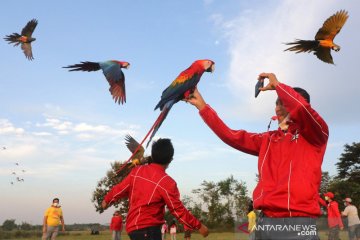 Komunitas penggemar burung "free flight"