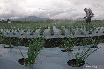 Kemenperin jaga produksi industri pestisida, dukung ketahanan pangan