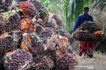 Harga CPO dan tbs di Jambi bertahan Rp1.935 per kilogram