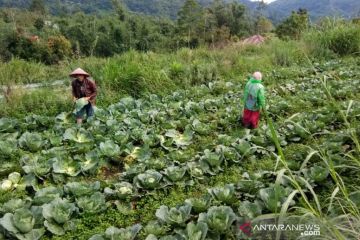 Kembali Bekerja