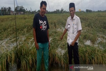 Seratusan hektare tanaman padi di Kotabaru terendam banjir