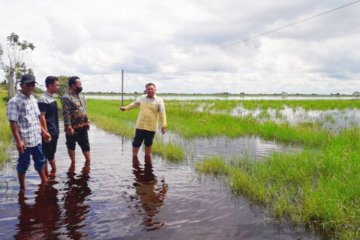 Ribuan hektare padi di Kotawaringin Timur gagal panen akibat banjir