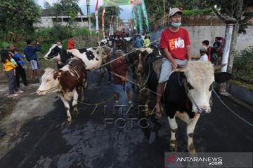 Tradisi Lebaran Sapi Di Kaki Gunung Merapi