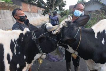 Tradisi Lebaran Sapi