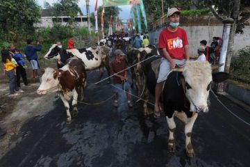 Tradisi Lebaran Sapi