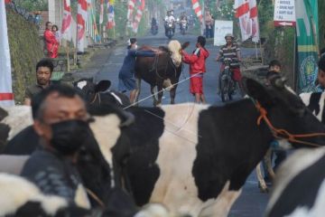 Tradisi Lebaran Sapi